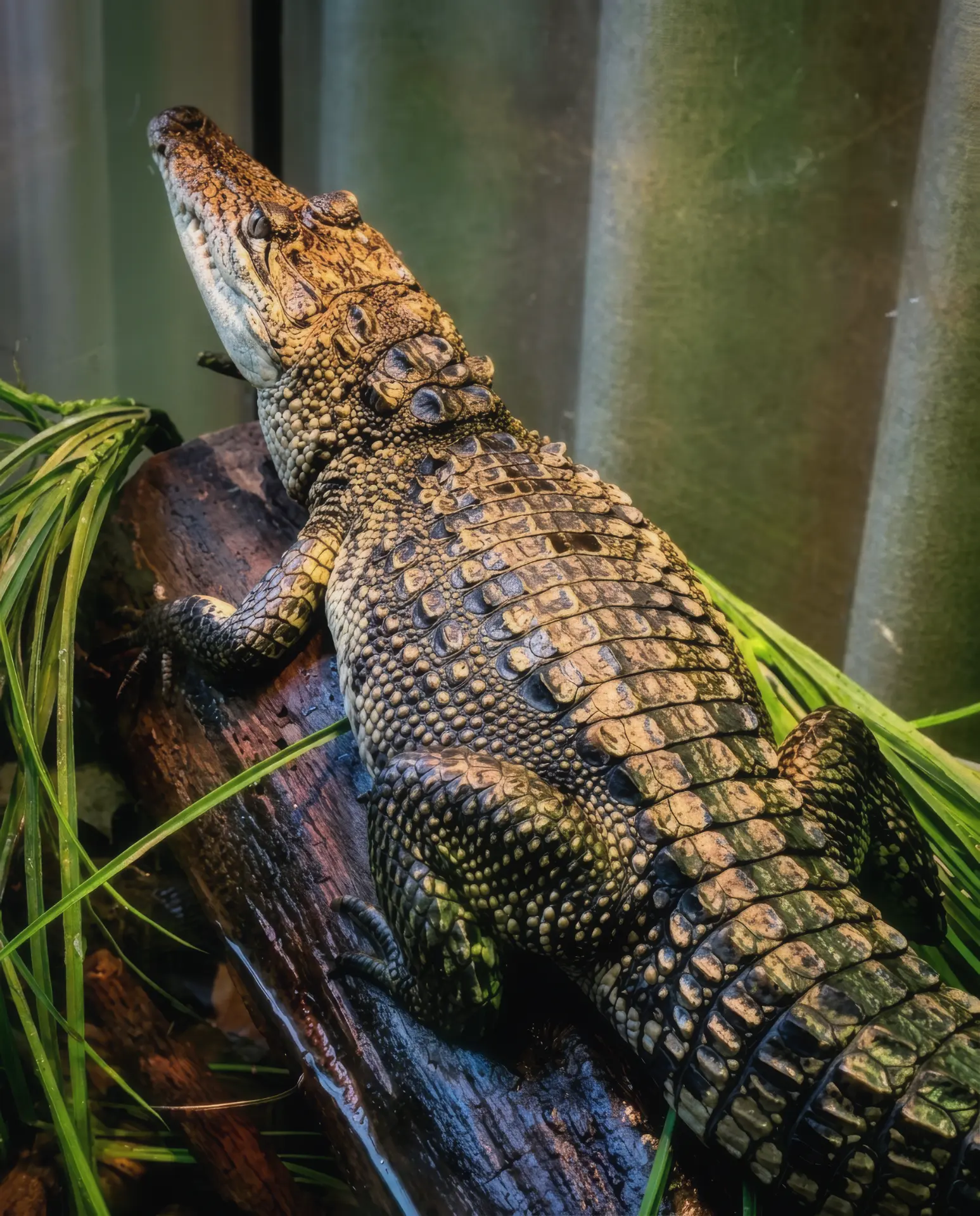 Moreletii crocodile hides at the farm tannery yard